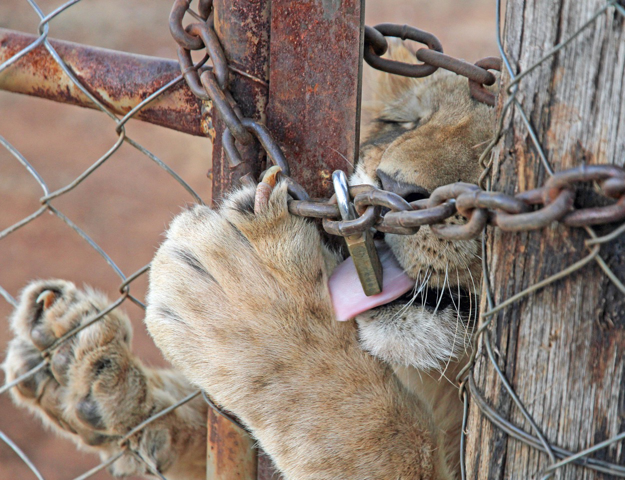 Time for a targeted ad campaign to up the anti against the horrendous canned hunting industry